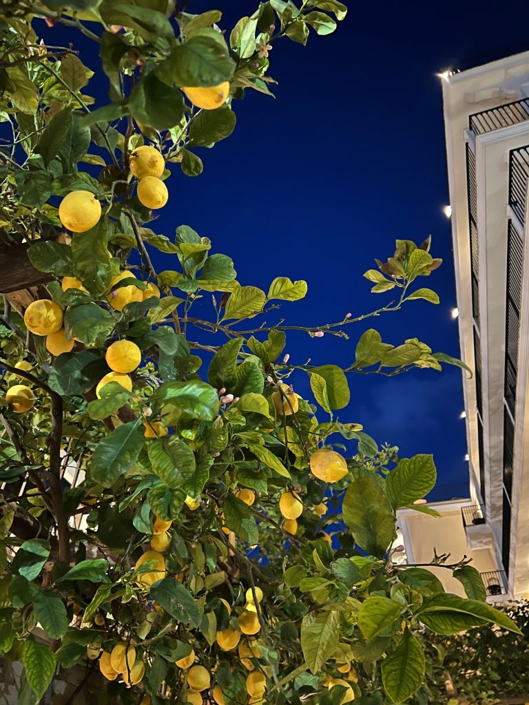 Amalfi lemon tree